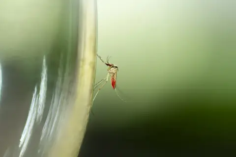 Skuteczne sposoby na komary na taras, które naprawdę działają
