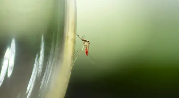 Skuteczne sposoby na komary na taras, które naprawdę działają