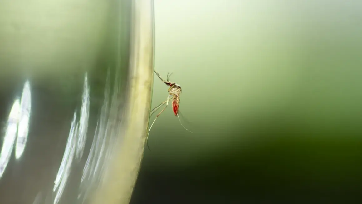 Skuteczne sposoby na komary na taras, które naprawdę działają