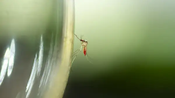 Skuteczne sposoby na komary na taras, które naprawdę działają